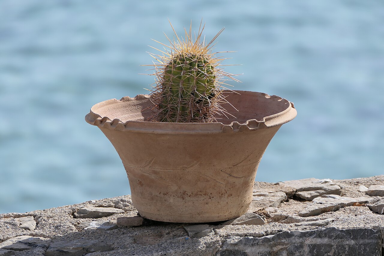 Cactaceae — photo 1 of 3