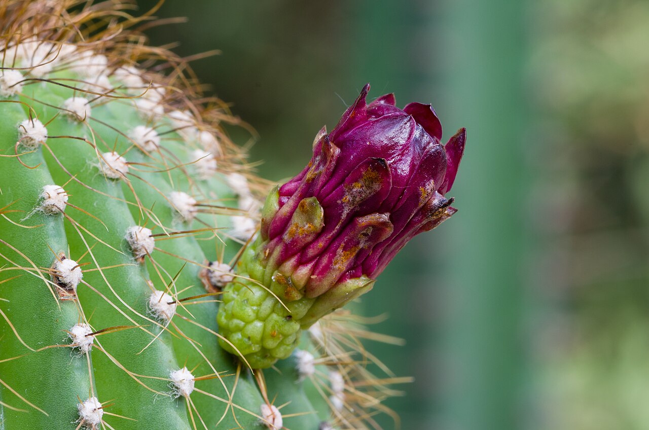 Cactaceae — photo 2 of 3