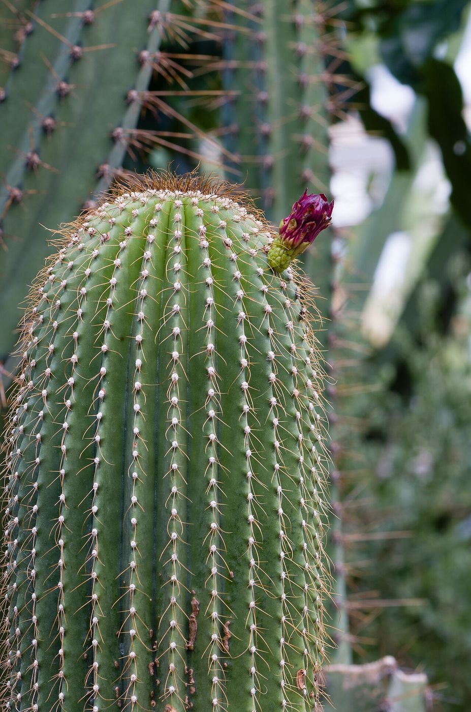 Cactaceae — photo 3 of 3